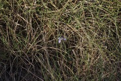 Moraea elliotii