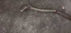 Psammophis mossambicus