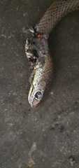 Psammophis mossambicus