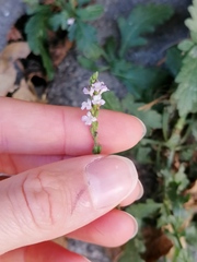 Verbena officinalis