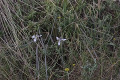Moraea elliotii