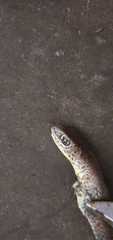 Psammophis mossambicus