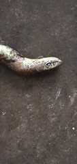 Psammophis mossambicus