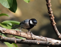 Parus minor commixtus