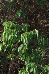 Cordia caffra