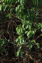 Cordia caffra