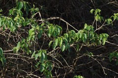 Cordia caffra