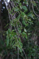 Cordia caffra