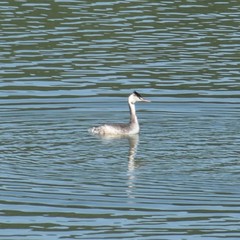 Podiceps cristatus