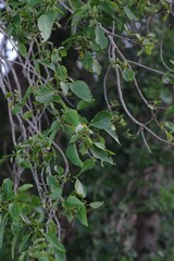 Cordia caffra