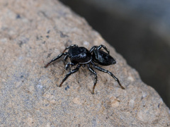 Heliophanus potanini