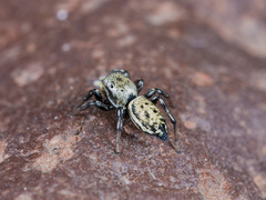 Heliophanus potanini