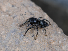Heliophanus potanini