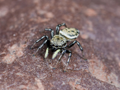 Heliophanus potanini