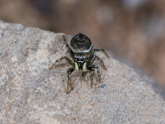 Heliophanus potanini