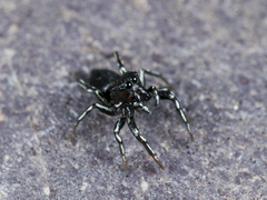 Heliophanus potanini