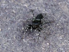 Heliophanus potanini