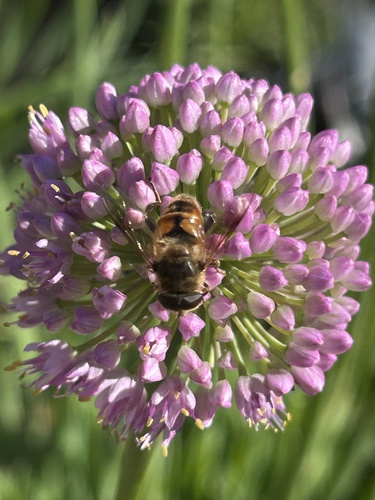 Unknown species found near Bench Blvd, Billings, MT, US