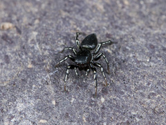 Heliophanus potanini