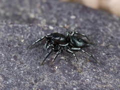 Heliophanus potanini