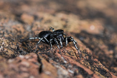 Heliophanus potanini