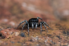 Heliophanus potanini