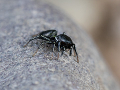 Heliophanus potanini