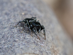 Heliophanus potanini