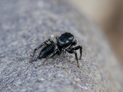 Heliophanus potanini