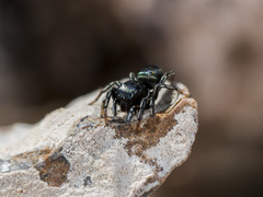Heliophanus potanini