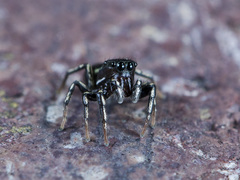 Heliophanus potanini