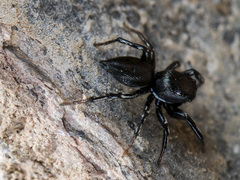 Heliophanus potanini