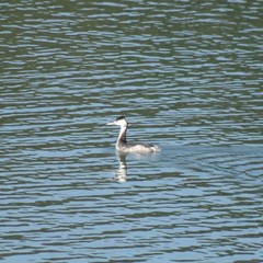 Podiceps cristatus