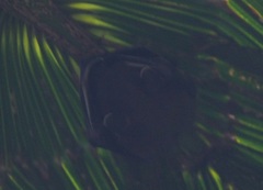 Cynopterus sphinx