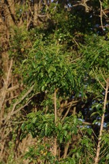 Cordia caffra