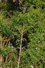 Cordia caffra