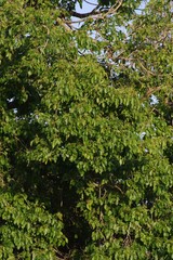 Cordia caffra