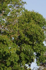 Cordia caffra