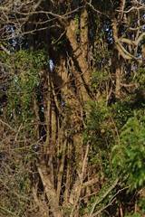 Cordia caffra