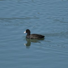 Fulica atra