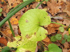 Viola mirabilis