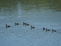 Fulica atra