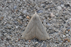 Macrochilo louisiana