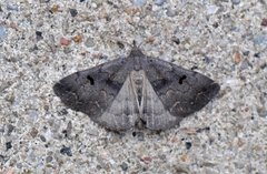 Phalaenostola hanhami