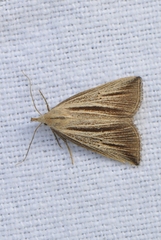 Macrochilo bivittata