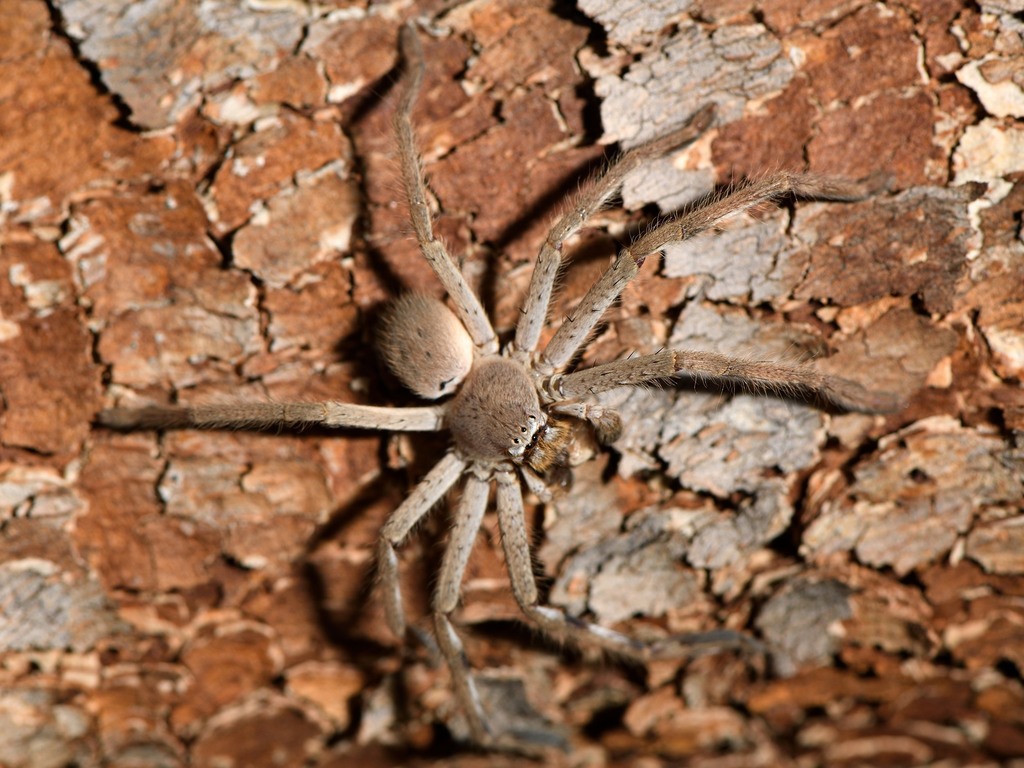 Isopedella gibsandi