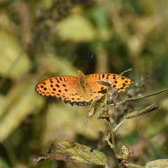 Argynnis hyperbius