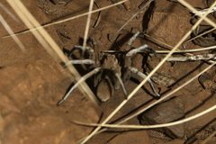 Hoggicosa