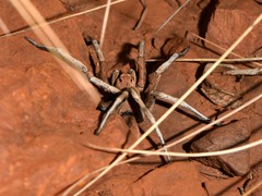 Hoggicosa