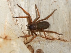 Trachycosmidae